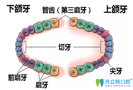 為什么會(huì)長(zhǎng)智齒？長(zhǎng)智齒為什么會(huì)痛？