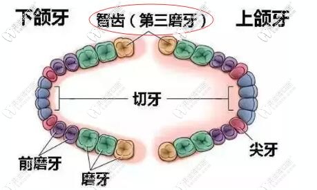 智齒前移代替大牙的條件